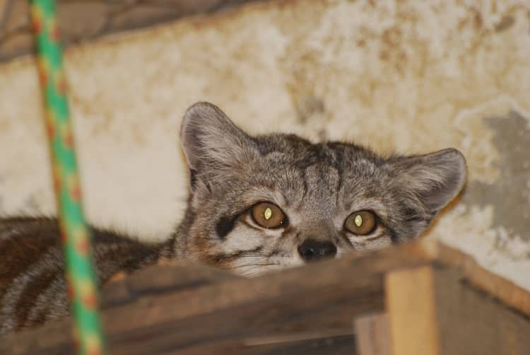 gato andino Titi, especies conservación