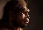 homo erectus