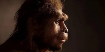 homo erectus