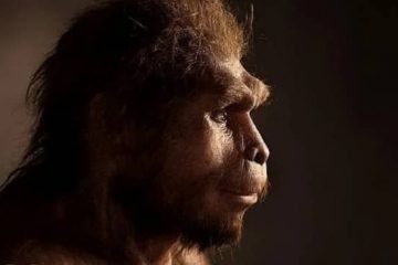 homo erectus