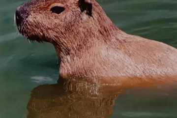 capibara