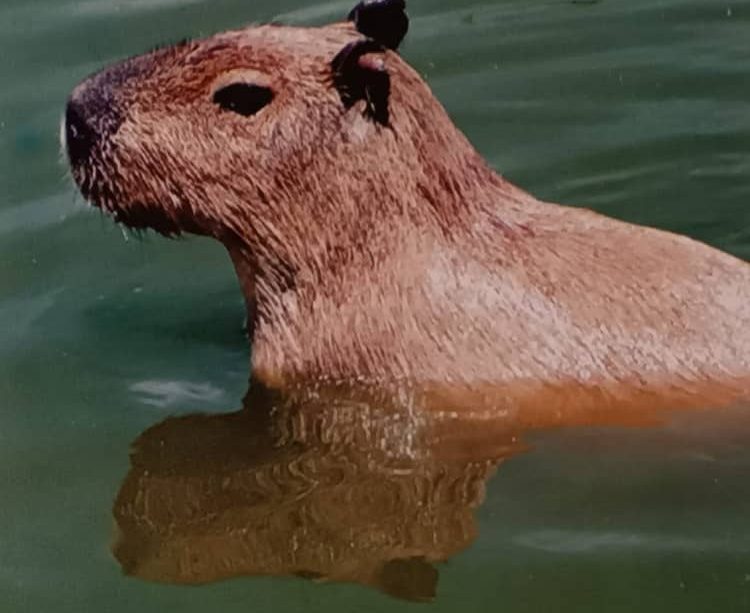 capibara