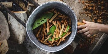 ayahuasca