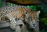 Jaguar. preservación fauna y bosque CIWI