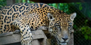 Jaguar. preservación fauna y bosque CIWI