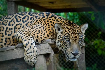 Jaguar. preservación fauna y bosque CIWI
