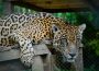 Jaguar. preservación fauna y bosque CIWI