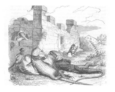 animales de la granja 13