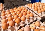 alimentos huevos