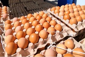 alimentos huevos