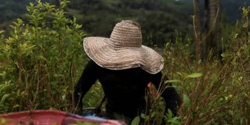 colombia cultivos de coca