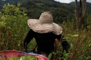 colombia cultivos de coca