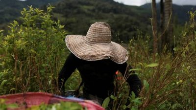 colombia cultivos de coca