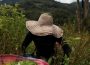 colombia cultivos de coca