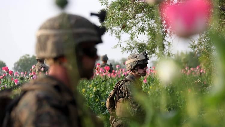 Marines de EEUU cultivos amapola, guerra afganistán 2011