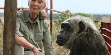 jane goodall