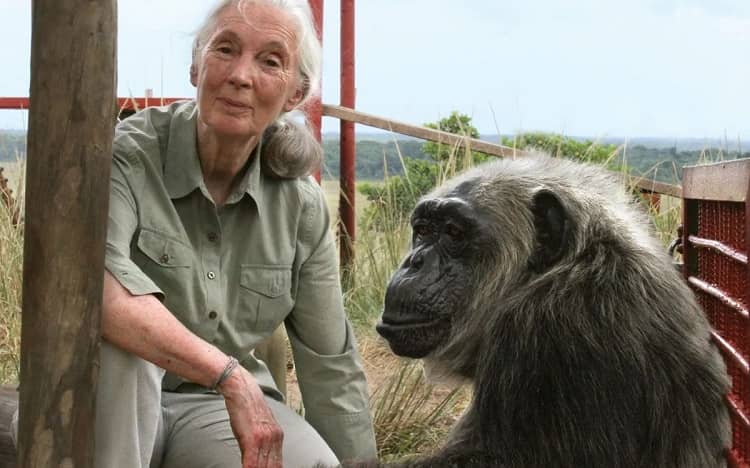 jane goodall