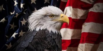 águila calva, símbolo de EEUU
