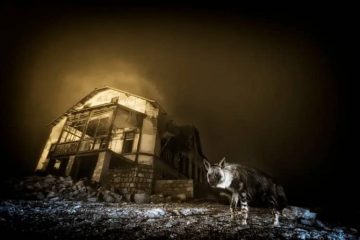 premio fotografía vida silvestre 2025