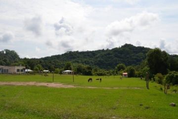Praderas y bosques marcan parte del paisaje de la reserva natural de Tariquía. Foto: Miguel Miranda/CEDIB