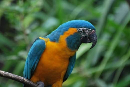 aves. paraba azul endémica en bolivia