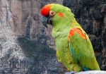 aves. paraba frente roja endémica en Bolivia