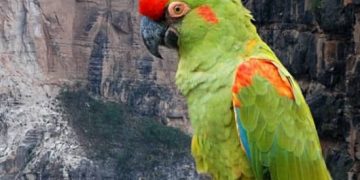 aves. paraba frente roja endémica en Bolivia