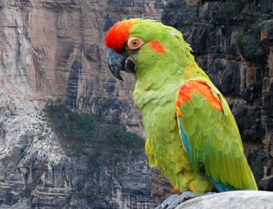 aves. paraba frente roja endémica en Bolivia