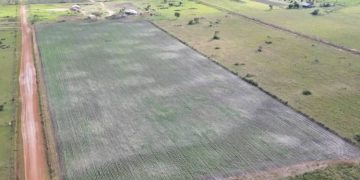 producción de soya bolivia