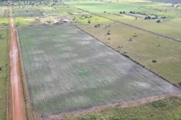 producción de soya bolivia