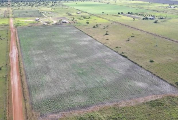 producción de soya bolivia
