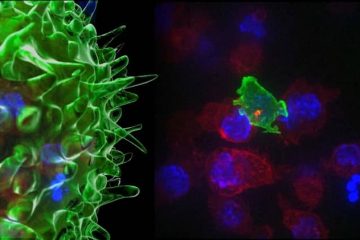 Сélulas T atacando células cancerosas