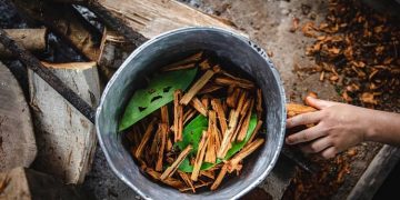 ayahuasca