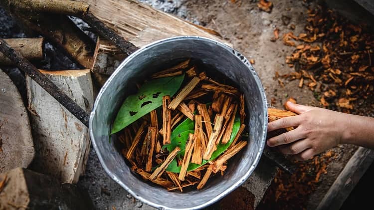 ayahuasca