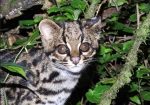 Un gato tigre nublado avistado en Cochabamba, Bolivia OLIVER QUINTEROS