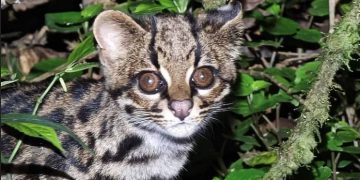Un gato tigre nublado avistado en Cochabamba, Bolivia OLIVER QUINTEROS
