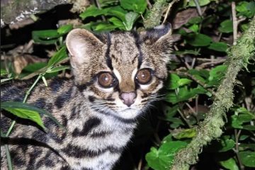 Un gato tigre nublado avistado en Cochabamba, Bolivia OLIVER QUINTEROS