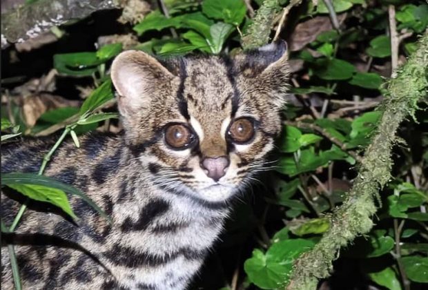 Un gato tigre nublado avistado en Cochabamba, Bolivia OLIVER QUINTEROS