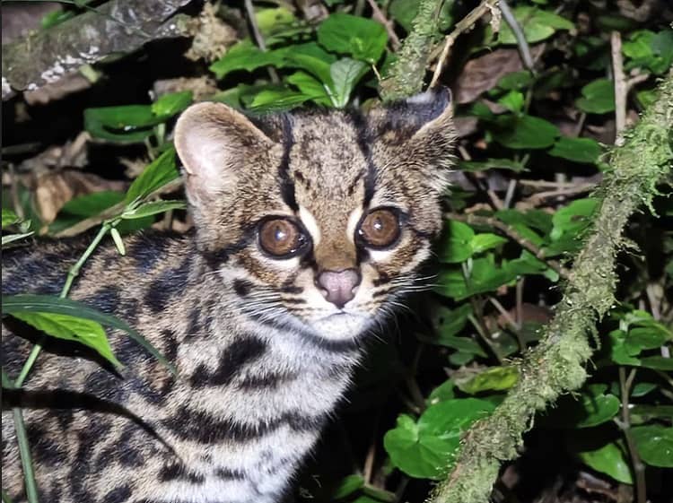 Un gato tigre nublado avistado en Cochabamba, Bolivia OLIVER QUINTEROS