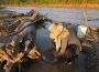 minería del oro contaminación ambiantal beni bolivia